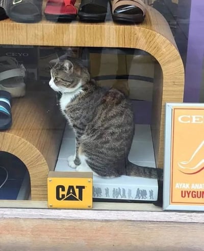 一只灰白花猫意外成为鞋店的“特别展品”，舒适地坐在木质展示柜的下层空间。猫咪前方有一个黄色的“CAT”品牌标牌，下方盒子上印有一排人形剪影图案。展示柜上层陈列着多双凉鞋，包括黑色、红色等款式。右侧有一个橙色标牌，上面有“CEYO”和土耳其语“AYAK ANAT UYGUN”（意为“适合各种脚型”）的文字。整个画面呈现出一种猫咪与商业空间意外和谐的有趣场景。