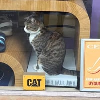 灰白花猫