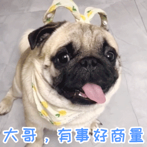 巴哥犬