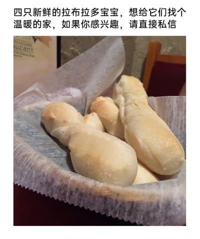 这是一张充满趣味的图文梗图，上方配有文字“四只新鲜的拉布拉多宝宝，想给它们找个温暖的家，如果你感兴趣，请直接私信”，而下方的图片中并非真正的拉布拉多幼犬，而是四根外形神似幼犬的面包，被放置在垫有油纸的容器中。创作者利用面包和幼犬外形的相似性，玩了谐音和视觉错位的梗，将面包调侃成“拉布拉多宝宝”，通过这种反差感制造出搞笑的效果，属于网友自发创作的趣味内容，适合在社交媒体上分享博人一笑。