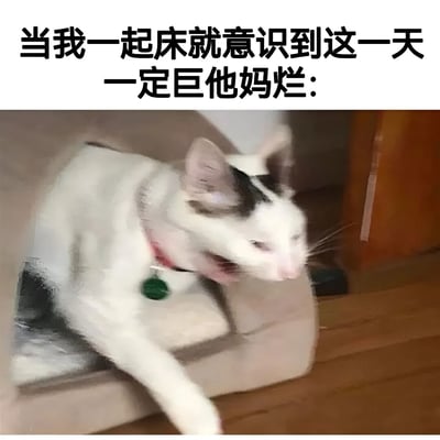 图片上方有黑色文字“当我一起床就意识到这一天一定巨他妈烂：”，下方是一只戴着红色项圈和绿色吊坠的白猫，它正张着嘴，表情愤怒地从一个纸箱中探出头来，似乎在嘶叫或抱怨。整体画面通过猫咪的愤怒表情和文字内容，幽默地表达了刚起床就预感当天会很糟糕的心情。
