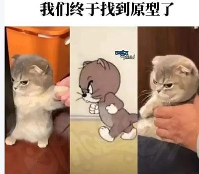 这是一张三格对比图，展示了现实中的猫咪与《猫和老鼠》中汤姆猫的相似姿势。左图是一只灰白色猫咪被人举起前爪，表情严肃；中间是动画《猫和老鼠》中的汤姆猫，正迈开脚步，表情愤怒；右图是另一只浅灰色猫咪被人抓住前爪，表情冷峻。三图组合在一起形成有趣的对比效果。