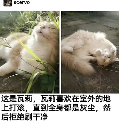 图片由左右两张照片拼接而成。左侧照片中，一只白色猫咪瓦莉躺在绿色草丛中，闭着眼睛，嘴巴微张，露出惬意的表情；右侧照片中，瓦莉在室外的泥土小路上打滚，全身沾满灰尘，四脚朝天，显得十分满足。图片下方配有文字说明：“这是瓦莉，瓦莉喜欢在室外的地上打滚，直到全身都是灰尘，然后拒绝刷干净”，生动展现了猫咪瓦莉热爱户外、随性不羁的可爱性格。