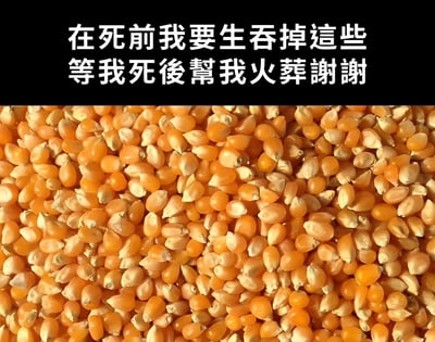 图片上半部分为黑色背景，配有白色繁体中文文字：“在死前我要生吞掉這些 等我死後幫我火葬謝謝”，下半部分是黄色玉米 kernels 的特写。整体通过荒诞的文字内容与玉米图像结合，形成黑色幽默效果，暗示生吞玉米后火葬可能会让玉米在体内爆开的搞笑联想。
