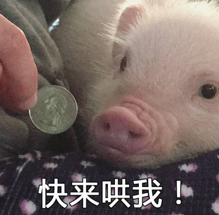 小白猪盯硬币求安慰