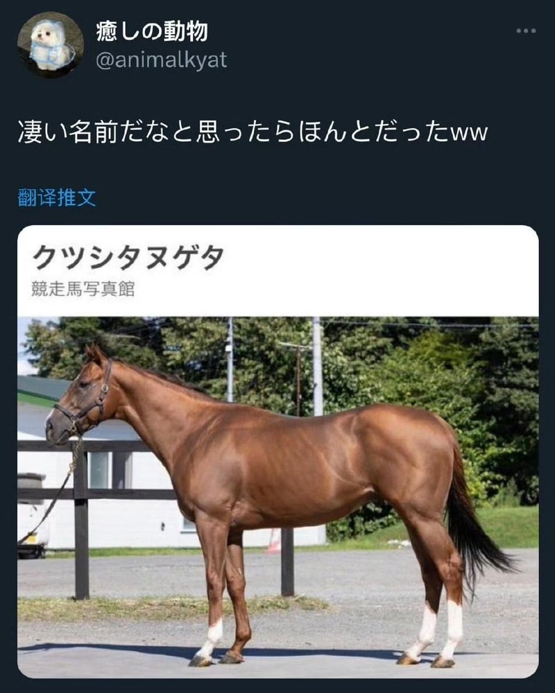 真实动物（日本竞赛马）