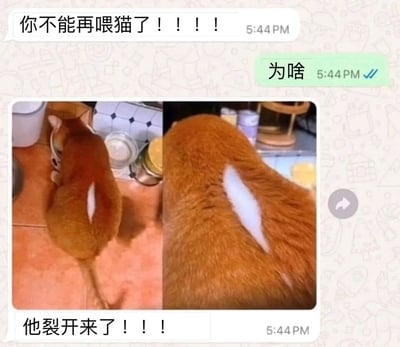 这是一张微信聊天记录形式的图文混排内容，属于左右对比的视觉错位图。对话流程为：一方先发送消息“你不能再喂猫了！！！！”，另一方疑惑回复“为啥”，随后前者发送两张橘猫的实拍拼接图，并配文“他裂开来了！！！”。图中的橘猫因背部有一撮纵向的白色毛发，从特定拍摄角度看，视觉上仿佛身体被“撕开”一道口子，实际是视觉错位造成的搞笑误会，创作者借此调侃橘猫因被喂食过多体型肥胖，仿佛身体都要被撑裂，以此趣味化地劝阻继续过度投喂猫咪。