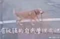 小狗自夸像极了我