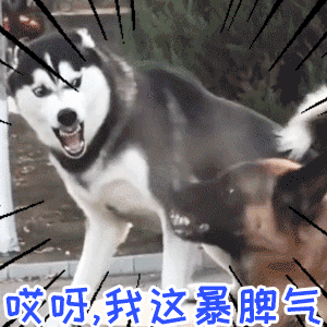 哈士奇暴躁怼德牧：哎呀我这暴脾气