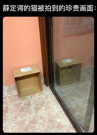 一张展示空纸箱和玻璃门的照片，利用玻璃反射制造视觉错觉，幽默地表现薛定谔的猫思想实验中猫同时处于生死叠加态的概念。图中没有实际的猫，只有一个空纸箱和它在玻璃门中的反射，暗示猫可能同时存在和不存在于箱中。