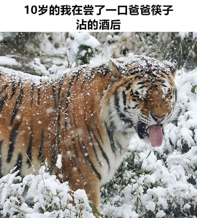 图片上方配有文字“10岁的我在尝了一口爸爸筷子沾的酒后”，下方是一只老虎在雪地中伸出舌头的照片。通过将老虎陶醉的表情与孩童初次尝酒的情景结合，形成幽默对比，暗示孩子尝到酒后的夸张反应如同老虎般陶醉。