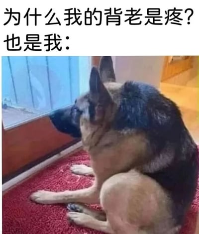 图片上方配有文字“为什么我的背老是疼? 也是我：”，下方是一张德国牧羊犬的照片。狗狗正坐在红色地毯上，身体弓起，背部弯曲，专注地望向窗外。通过将狗狗弓背的姿势与上方文字结合，幽默地暗示了人们明知不良姿势会导致背痛，却依然不改的矛盾状态，用宠物的可爱形象演绎了日常生活中的自嘲场景。
