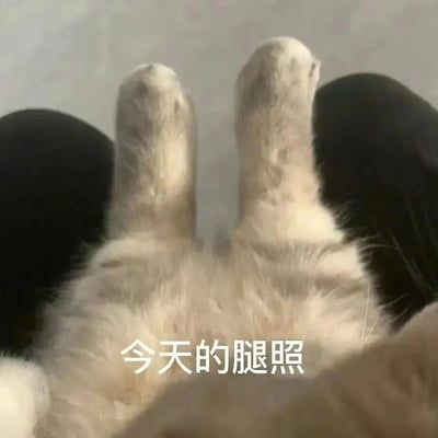 图片近距离拍摄了一只猫咪仰卧时露出的后腿和爪子，毛茸茸的白色爪子向上伸展，背景为模糊的浅色。画面下方配有文字“今天的腿照”，通过将猫咪的爪子幽默地称为“腿照”（通常用于形容人类腿部照片），营造出可爱又搞笑的效果，展现了宠物主人对猫咪的趣味观察。