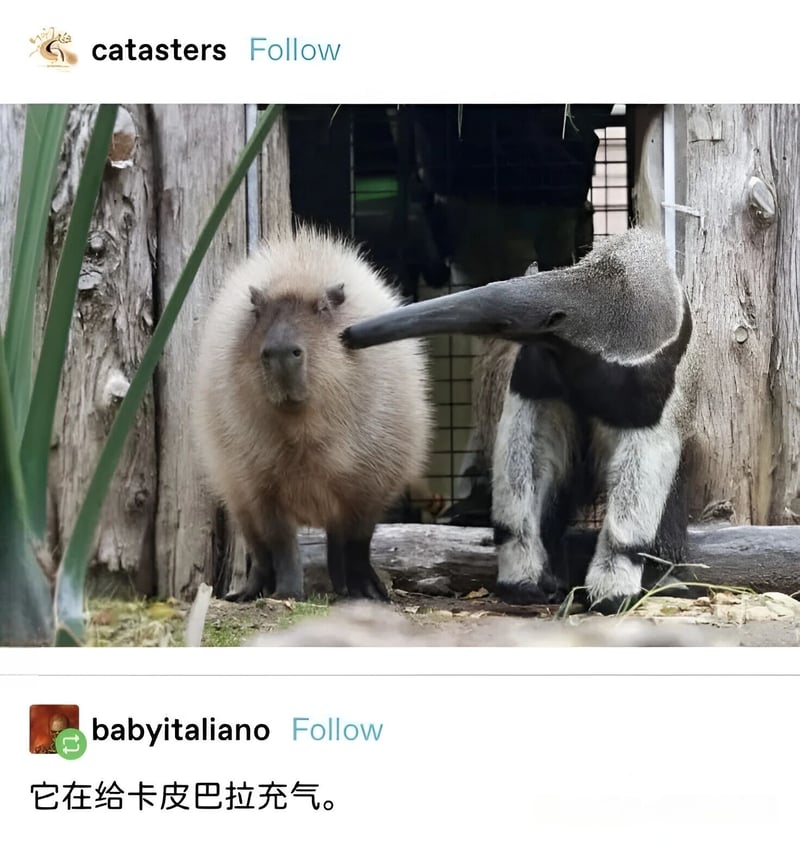 卡皮巴拉
