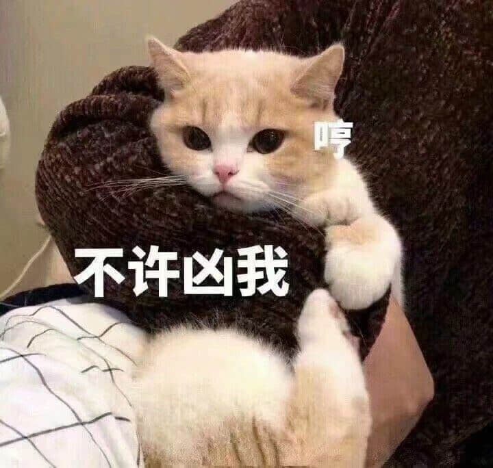 委屈小猫咪：不许凶我哼