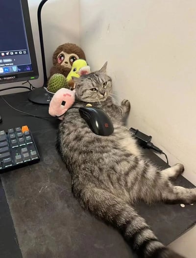 一只灰色虎斑猫正惬意地仰卧在办公桌上，四肢舒展，胸前还“枕”着一个黑色电脑鼠标。猫咪眼神平静中带着一丝冷漠，仿佛在宣告对这片区域的“主权”。桌面上除了键盘和亮着的电脑显示器，还散落着几个可爱的毛绒玩具——棕色树懒、黄色小鸟、绿色仙人掌以及一个粉色的卡通玩偶，它们被挤在角落，像是猫咪的“忠实观众”。整个场景充满了生活气息，展现了宠物与主人办公环境的温馨互动，让人忍俊不禁。
