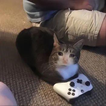 图片中一只灰白相间的猫咪正趴在棕色地毯上，前爪紧紧握着一个白色Xbox游戏手柄，头部微微抬起看向镜头，表情平静中带着一丝专注。背景可见一个人的腿部，穿着卡其色短裤和蓝色上衣，推测是猫咪的主人。整体画面通过猫咪模仿人类玩游戏的姿势，营造出既可爱又搞笑的反差萌效果，展现了宠物与主人日常生活中的趣味互动。