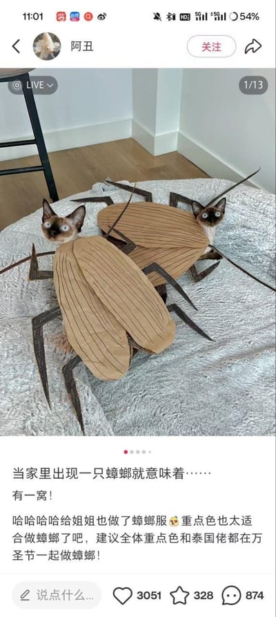 这是一张微博平台的内容截图，画面主体是两只重点色暹罗猫，被主人用硬纸板制作的蟑螂造型服装套在身上，猫的脸部从服装前侧露出，表情茫然地趴在灰色毯子上。配文玩了生活中“家里出现一只蟑螂就意味着有一窝”的经典梗，主人表示给家里的两只猫都制作了同款蟑螂服，调侃重点色猫和暹罗猫（俗称“泰国佬”）的外形配色和蟑螂高度适配，建议这类猫咪在万圣节都尝试蟑螂造型装扮，整体内容充满趣味与反差感，用宠物创意装扮制造出十足的搞笑效果。