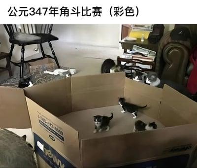 一张幽默搞笑的猫咪图片，图中几只小猫在一个纸箱里玩耍，被配上了"公元347年角斗比赛（彩色）"的标题，形成了有趣的反差萌效果。纸箱被幽默地比喻为古罗马角斗场，而小猫们则像是在进行一场激烈的角斗比赛。这种将现代宠物生活与历史场景结合的创意，营造出轻松诙谐的氛围。