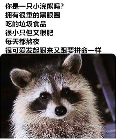 这是一张幽默的动物梗图，上方是一段描述文字："你是一只小浣熊吗?拥有很重的黑眼圈吃的垃圾食品很小只但又很肥每天都熬夜很可爱发起狠来又跟要拼命一样"，下方是一张小浣熊的特写照片。图片通过将小浣熊的外形特征（黑眼圈、体型）与人类的不良生活习惯（熬夜、吃垃圾食品）进行类比，创造出幽默效果。