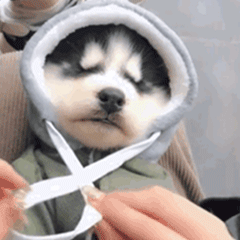 被拉绳 hoodie 逐渐封印的哈士奇幼崽