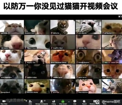 这张图片模仿了Zoom线上视频会议的网格界面布局，将所有参会者的画面替换为不同猫猫的怼脸特写镜头，25只猫猫神态各异：有的瞪大圆眼睛紧盯镜头，有的把鼻子凑到镜头前占据大半画面，有的露出搞怪的歪脸表情，还有的呈现出惊讶的神态。图片上方配有文字“以防万一你没见过猫猫开视频会议”，以拟人化的方式将猫猫代入线上办公会议场景，用可爱软萌的动物元素消解了线上会议的严肃感，整体画面充满诙谐趣味，让人忍俊不禁。