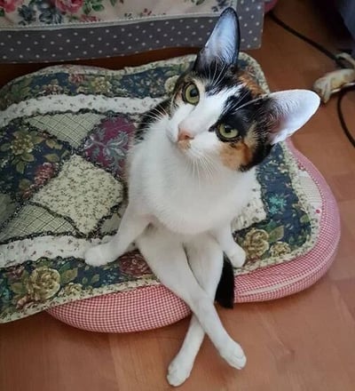 一只三花猫正优雅地盘腿坐在花卉图案的坐垫上，眼神警觉地向上望。猫咪有着白色为主的毛发，带有黑色和橘色的斑块，耳朵竖立，姿态显得十分可爱。背景是家庭环境，可见木地板和部分家具。