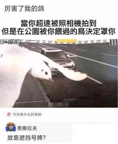 这是一张趣味搞笑的P图梗图，画面呈现道路测速摄像头拍摄的场景，一只真实的鸽子刚好飞在镜头前方，恰好挡住了下方超速车辆的车牌。图中配文玩了谐音梗，“厉害了我的鸽”是“厉害了我的哥”的谐音，主配文为“當你超速被照相機拍到 但是在公園被你餵過的鳥決定罩你”，下方还有网友评论“故意遮挡号牌？”，用拟人化的方式营造出鸽子报恩、帮车主遮挡车牌逃避处罚的脑洞场景，充满趣味笑点。