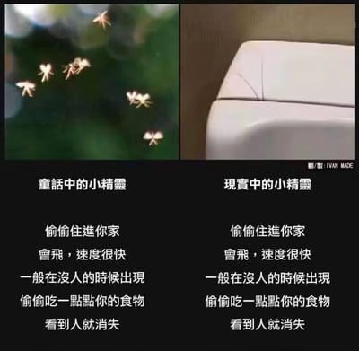 这是一张采用左右对比形式的搞笑图文，左侧呈现的是童话中的小精灵形象，是带有发光翅膀的可爱小仙子，配文用简体中文列出其特点：偷偷住进你家、会飞且速度很快、一般在没人的时候出现、偷偷吃一点点你的食物、看到人就消失；右侧则是现实中的“小精灵”，图中展示的是蟑螂的翅膀部分，配文与左侧完全相同，通过将童话里的美好小精灵意象和生活中令人讨厌的蟑螂进行对应，用童话与现实的强烈反差制造幽默效果，引发人们对生活中蟑螂这类“不速之客”的共鸣式调侃。