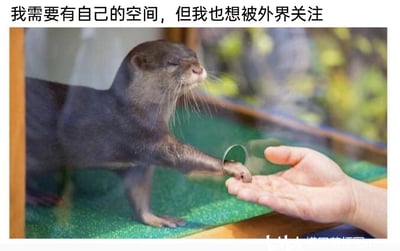 这是一张精准刻画当代人矛盾社交心态的梗图，图片上方配有文字“我需要有自己的空间，但我也想被外界关注”。画面主体是一只待在封闭玻璃空间内的水獭，它闭着眼睛，神态放松，一只爪子通过玻璃上预留的小圆洞伸出来，与玻璃外人类摊开的手掌轻轻触碰。玻璃的存在象征着对私人空间的需求与对外界的阻隔，而水獭主动伸出爪子触碰的动作，则传递出内心渴望被关注、渴望与外界建立联结的心情，二者结合生动地展现了那种既想独处又害怕孤独、在社交与独处之间摇摆的复杂情绪，能够引发很多人的共鸣。