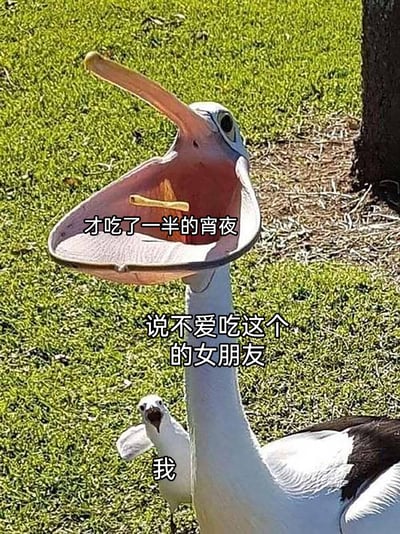 这是一张趣味网络梗图，以两只鹈鹕的真实照片为基础添加文字创作。图中张大嘴的大鹈鹕被用来指代“说不爱吃这个的女朋友”，它嘴里的小物件对应“才吃了一半的宵夜”，下方的小鹈鹕则代表“我”，生动形象地展现了情侣相处中，男生被迫接受女朋友剩下的不爱吃的宵夜的无奈又好笑的场景，用动物形象的反差感放大了日常小事的趣味性，引发有类似经历的网友共鸣。