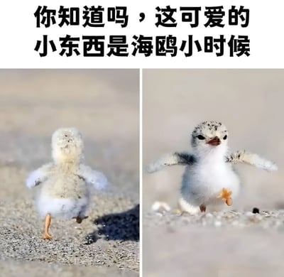 图片上方配有文字'你知道吗，这可爱的小东西是海鸥小时候'，下方是两张并排的海鸥幼鸟照片。左侧照片中，毛茸茸的白色幼鸟背对着镜头，站在沙地上，小短腿微微抬起；右侧照片中，幼鸟面对镜头，翅膀微微张开，头部有黑色斑点，眼神呆萌，展现出海鸥幼鸟的可爱模样。