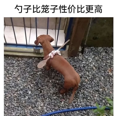 一只棕色腊肠犬被人用白色布条在背上绑了一把勺子，正站在碎石地面上，试图从金属栏杆的缝隙向外张望。图片上方配有文字“勺子比笼子性价比更高”，通过幽默的方式暗示用勺子就能限制狗狗活动，比买笼子更经济实惠。