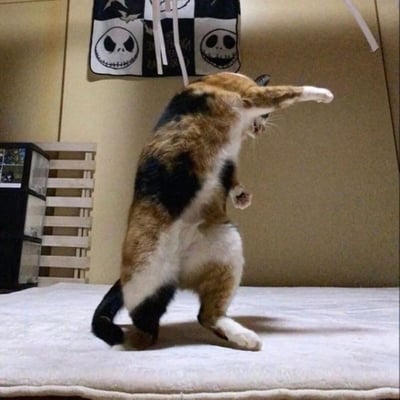 一只三花猫咪后腿站立，身体向后倾斜，伸出右前爪似乎在抓取什么东西。猫咪的毛色由黑色、橘色和白色组成，尾巴自然下垂。背景中可以看到一面浅色墙壁，墙上挂着一个印有《圣诞夜惊魂》杰克·斯凯林顿图案的黑白挂饰，左侧有一个木质架子。猫咪站立的姿态显得非常可爱有趣，展现了宠物活泼好动的一面。