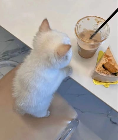一只毛茸茸的白色小猫正站立在桌旁，两只前爪搭在光滑的白色桌面上，好奇地歪着头注视着桌上的食物。桌上摆放着一杯喝了一半的冰咖啡，透明塑料杯里装着浅棕色的液体，黑色吸管斜插其中，杯壁上还残留着少许奶泡痕迹。咖啡旁边是一块三角形的甜点，放在黄色的小碟子上，表面似乎有饼干碎和奶油装饰。桌面是带有灰色纹理的大理石材质，整体场景温馨治愈，小猫蓬松的毛发和专注的神情尽显可爱，仿佛在偷偷观察能否品尝桌上的美味下午茶。