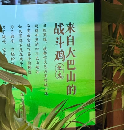 这是一张拍摄线下宣传广告牌的照片，前景有绿色植物的叶片遮挡住广告牌左侧部分内容，广告牌背景为渐变青绿色。广告牌右侧是醒目的竖排大字主标题：‘来自大巴山的战斗鸡’，标题中间标注有圆形框的‘生态’二字；左侧竖排介绍文字说明该品种为大巴山里的旧院黑鸡，产自四川延绵千里的巴山峡谷，这种鸡保留了能飞善斗的野性，文字提及‘如果黑鸡不是在战斗，就是为了战斗’，左侧部分文字内容被前景绿植遮挡，这块广告牌大概率是餐饮门店用来介绍本店特色鸡肉食材的宣传物料。