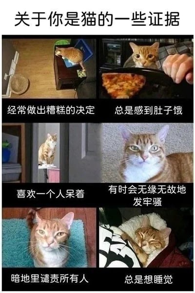 这是一张由6张橘猫相关照片和对应文字组成的多图拼接梗图，标题为“关于你是猫的一些证据”，用猫咪的行为对应人类的日常状态，制造幽默共鸣效果：
1. 橘猫趴在柜子上的键盘上，配文“经常做出糟糕的决定”，调侃人有时会做出费解的错误选择；
2. 橘猫盯着面前的披萨，配文“总是感到肚子饿”，对应人类时常产生的饥饿感；
3. 橘猫独自待在门后的小台子上，配文“喜欢一个人呆着”，形容人有独处的需求；
4. 橘猫表情不满，配文“有时会无缘无故地发牢骚”，对应人类偶尔莫名烦躁抱怨的状态；
5. 橘猫眼神冷漠，配文“暗地里谴责所有人”，调侃人有时候会在心里默默吐槽他人；
6. 橘猫蜷缩着睡觉，配文“总是想睡觉”，对应人类时常犯困想休息的状态。
整体用猫咪的可爱行为映射人类的日常小状态，搞笑又接地气，容易引发大众共鸣。