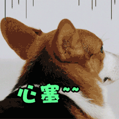 雨天心塞的柯基犬GIF