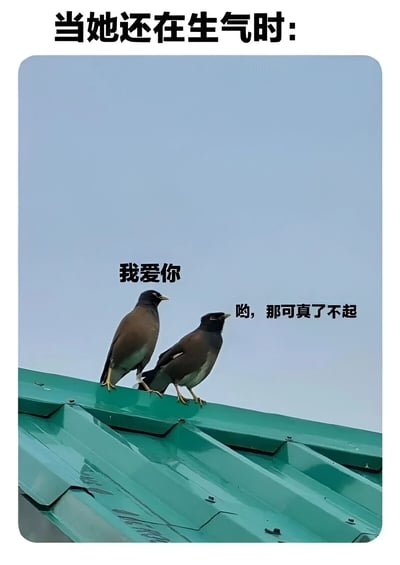 图片展示了两只站在绿色屋顶上的鸟，背景是晴朗的蓝天。上方配有文字'当她还在生气时:'，左侧鸟说'我爱你'，右侧鸟则用'哟，那可真了不起'作为回应，形成了一种幽默的对话场景，用来调侃当对方还在生气时表白可能得到的冷淡回应。