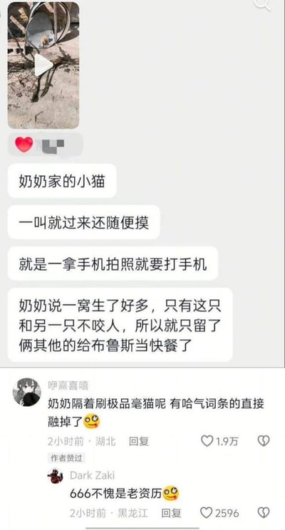 这是一张竖屏的社交媒体帖子截图，楼主发布了一张奶奶家小猫躲在金属容器里的照片，配文讲述这只小猫十分亲人，一叫就会过来还能随便抚摸，但只要拿出手机拍照就会做出打手机的举动；同时提到奶奶说这窝小猫生了很多，只有这只和另一只不咬人，其他的都给布鲁斯当快餐了。评论区有高赞网友玩梗，将奶奶留下温顺小猫、处理其他小猫的行为类比成游戏里“刷极品宠物”的操作，调侃奶奶是在“刷极品毫猫”，有“哈气词条（指不亲人的小猫）”的直接就“融掉”了，另有网友回复“666不愧是老资历”，把日常趣事和游戏梗结合，趣味十足。