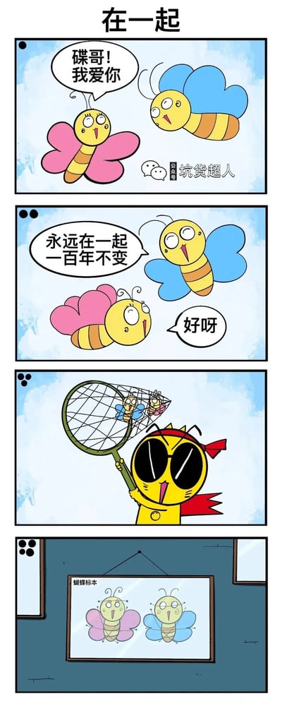这是一篇来自微信公众号“坑货超人”的四格连环搞笑漫画。第一格中，粉色蝴蝶激动地向蓝色蝴蝶（碟哥）告白，喊出“碟哥！我爱你”；第二格中，粉色蝴蝶满怀憧憬地许下“永远在一起 一百年不变”的约定，蓝色蝴蝶开心地回应“好呀”；第三格中，一只戴着红色头巾、披着红色披风的黄色猫型角色，兴奋地用捕虫网将两只蝴蝶一同捕捉；第四格则以黑色幽默的方式收尾，两只蝴蝶被制作成“蝴蝶标本”，并排挂在墙上，荒诞地实现了“永远在一起”的约定，制造出强烈的反差笑点。