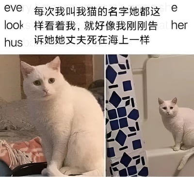 这是一张左右对比的宠物搞笑梗图，左侧画面中一只白猫坐在带有砖墙背景的室内环境中，耳朵竖起，眼睛圆睁直视镜头，表情严肃；右侧画面中同一只白猫坐在浴室台面上，旁边是蓝白几何图案的浴帘，依旧保持着相同的严肃眼神看向镜头。图片上方配有文字描述：“每次我叫我猫的名字她都这样看着我，就好像我刚刚告诉她她丈夫死在海上一样”，通过将猫咪日常被叫名字时的平淡反应夸张比喻成听到重大噩耗后的悲伤神情，形成强烈的幽默反差效果，展现了宠物与主人互动中的趣味瞬间。