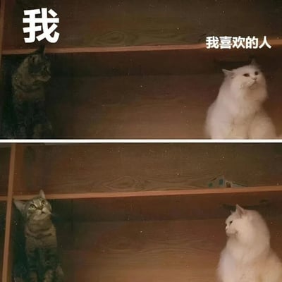 图片为上下两格对比图，通过两只猫咪的状态差异幽默展现自我与喜欢的人之间的关系。上半格中，左侧灰猫（标注“我”）毛色普通、姿态随意地侧坐，右侧白猫（标注“我喜欢的人”）毛发洁白蓬松、优雅端坐，形成“我很普通而对方很完美”的视觉对比；下半格中，灰猫仰头望向右侧白猫，白猫则转头看向左侧，生动呈现“我仰望对方，对方却可能并未留意”的暗恋心境。整体画面温馨可爱，用猫咪的萌态传递出羞涩又真实的情感。