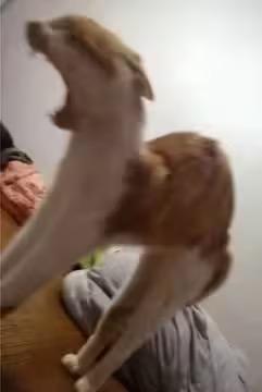 这是一张因视觉错位产生趣味效果的照片，一只猫咪的身体和另一只猫咪的头部在特定角度下重叠，看起来像是一个拥有超长脖子的怪异生物，画面充满搞笑的反差感，让人忍俊不禁。