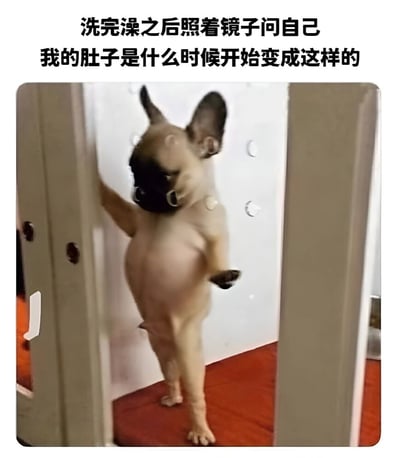 图片中一只法国斗牛犬（法斗）正站立着，前爪搭在镜子边缘，凝视着镜中的自己。狗狗有着黑色的面部和明显圆润的肚子，姿态拟人化。图片上方配有文字：'洗完澡之后照着镜子问自己 我的肚子是什么时候开始变成这样的'。通过将狗狗拟人化，仿佛它在洗完澡后对自己的身材产生疑惑，幽默地映射了人们日常生活中可能对体重或身材变化产生的类似困惑，整体风格轻松搞笑。