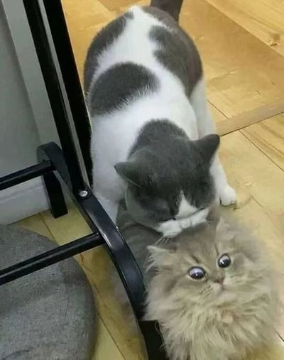 图中展示两只猫咪的温馨互动：一只灰白相间的短毛猫正低头用舌头舔舐另一只浅毛色长毛猫的头顶。长毛猫则仰头睁着圆溜溜的大眼睛，表情呆萌。背景是木质地板，旁边有黑色金属椅腿和灰色圆形坐垫，整体氛围温暖治愈。