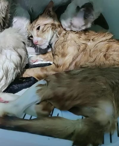 这张图片展示了几只刚被清洗过的猫咪，它们的毛发因被水打湿而紧贴身体，彼此堆叠在一个带格栅的容器中。其中一只橘白相间的猫咪侧躺在最上方，眼神透露出疲惫与无奈，显得有些狼狈；周围还有其他几只毛色各异的湿漉漉猫咪，挤在一起休息，整体画面呈现出猫咪洗澡后慵懒又狼狈的状态。