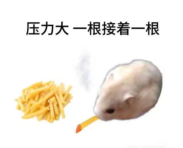 仓鼠