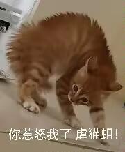 图中是一只毛发炸起、身体弓起的橘色猫咪，看起来情绪十分激动愤怒，仿佛在表达强烈的不满。图片下方配文“你惹怒我了，虐猫组！”，将猫咪的愤怒状态拟人化，用来表达自己被冒犯后的生气情绪，搞笑又生动，适合在聊天中用来发泄不满情绪。