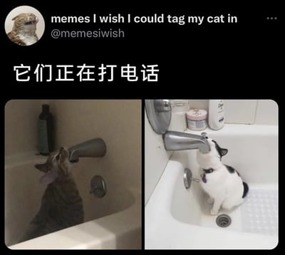 这是一张左右拼接的趣味萌宠梗图，左侧是一只虎斑猫待在浴缸里，将脸贴在浴缸的水龙头出水口处；右侧是一只黑白相间的猫咪坐在洗手池内，同样将脸凑近洗手池的水龙头出水口。图中配文‘它们正在打电话’，用拟人化的创意，把猫咪凑近水龙头的巧合行为联想成两只猫通过水龙头进行跨空间‘通话’，生动展现了猫咪的呆萌日常，充满趣味性。